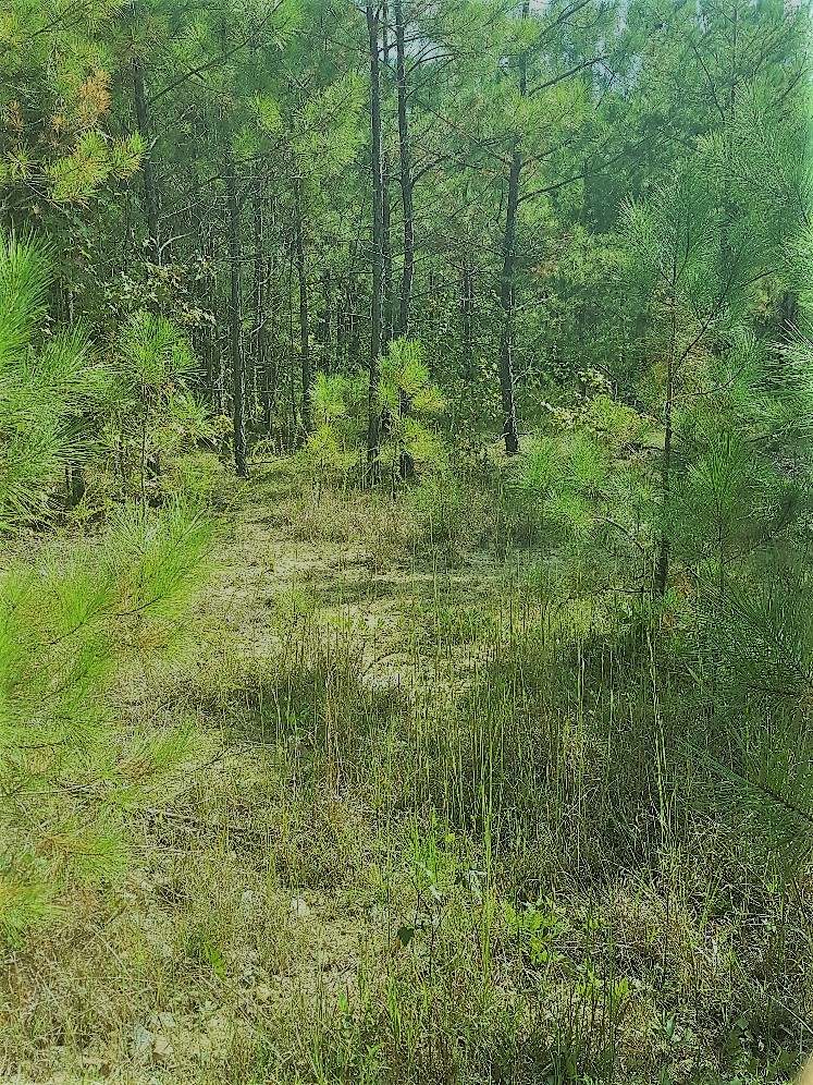 8 Acres Powhatan